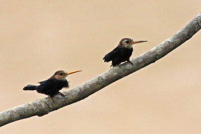 White-throated Jacamars