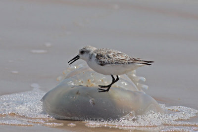 Sanderling