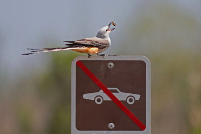 Scissor-tailed Flycatcher