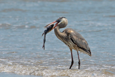 Great Blue Heron