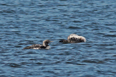 Pacific Loon with Common Loon