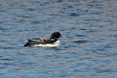 Common Loon