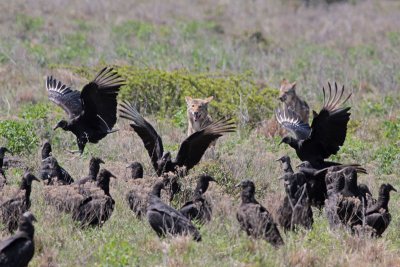 Black Vultures with Coyotes