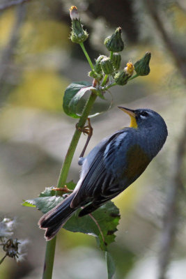 Northern Parula