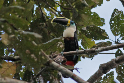 Channel-billed Toucan