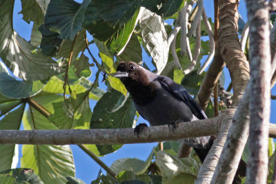 Violaceous Jay