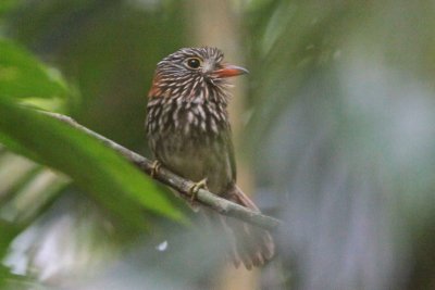 Semicollared Puffbird