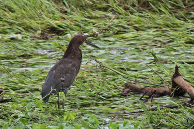 Fasciated Tiger-heron