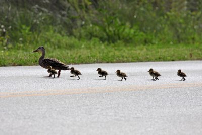 Make way for ducklings!