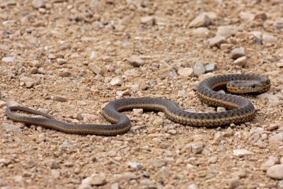Terrestrial Garter Snake