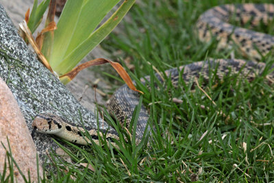 Great Basin Gopher Snake