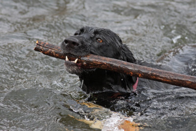 The Stick Bearer!