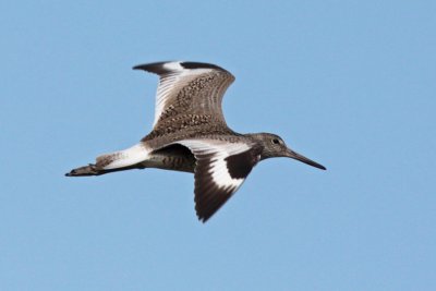 Willet