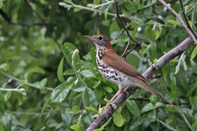 Wood Thrush