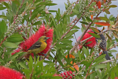 Orchard Oriole