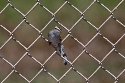 Wires: Chipping Sparrow