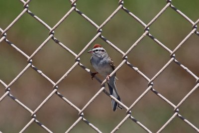 Wires: Chipping Sparrow