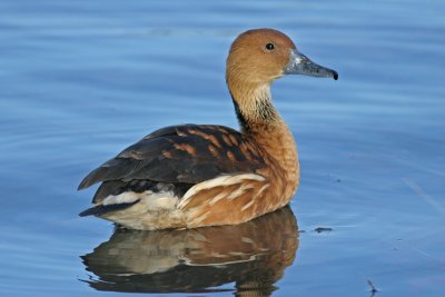 Fulvous Whistling-duck
