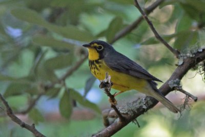 Canada Warbler