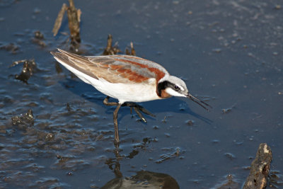 Wilson's Phalarope