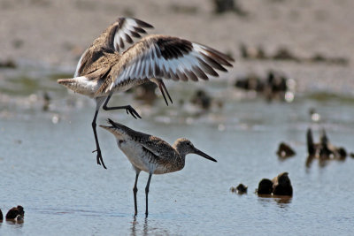 Willets