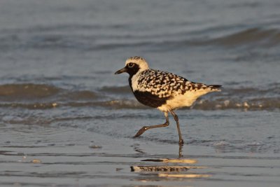 Black-bellied Plover