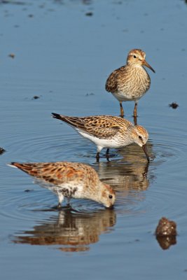 Pectoral Sandpipers and Dunlin