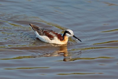 Wilson's Phalarope