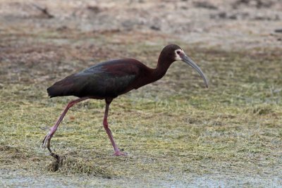 White-faced Ibis