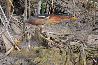 Least Bittern