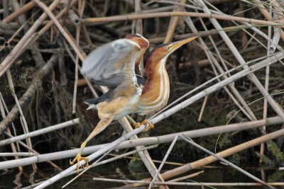 Least Bittern