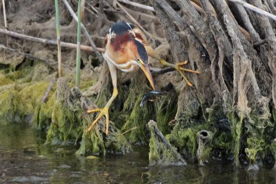 Least Bittern