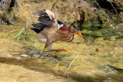 Least Bittern