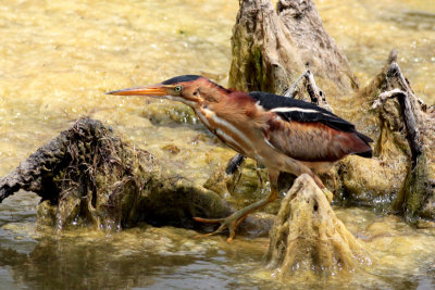 Least Bittern