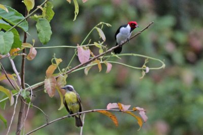 Red-capped Cardinal with Flycatcher