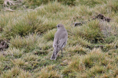 White-fronted Ground-tyrant