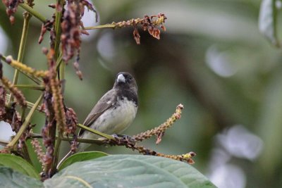 Yellow-bellied Seedeater