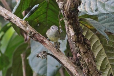 Mouse-colored Tyrannulet