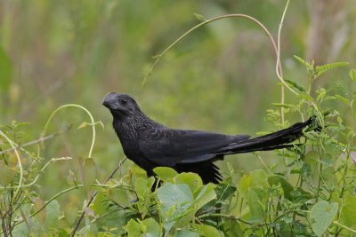 Smooth-billed Ani