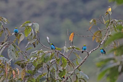 Paradise Tanagers
