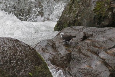 Dipper, Wagtail and Pipits