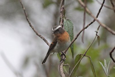 Rufous-breasted Chat-Tyrant