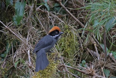 Slaty Brush-finch