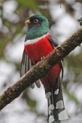 Masked Trogon