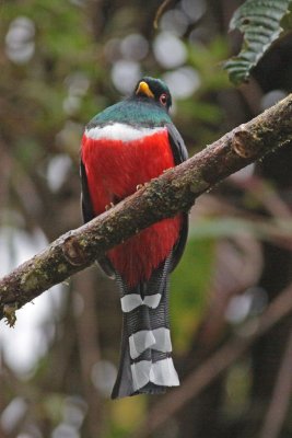 Masked Trogon