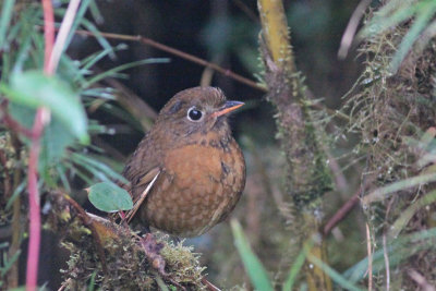 Rufous Antpitta