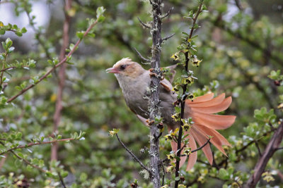 Spinetails and Thistletails