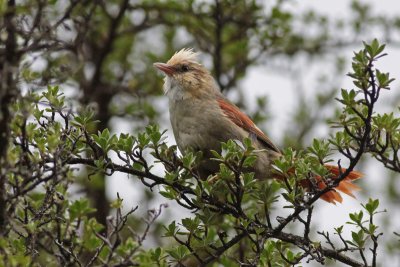 Creamy-crested Spinetail