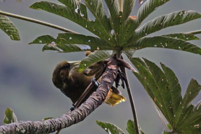 Dusky-green Oropendola