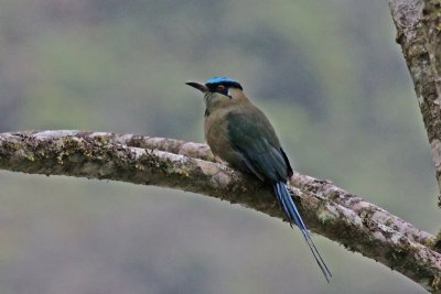 Blue-crowned Motmot